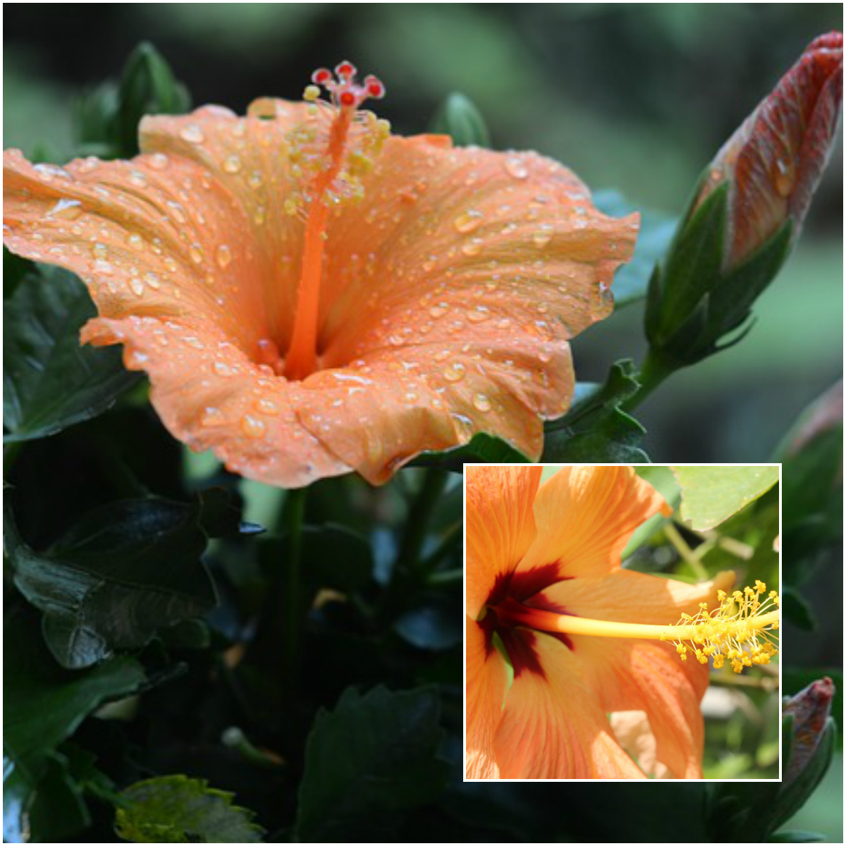 6 Peach Flowers Hoselink